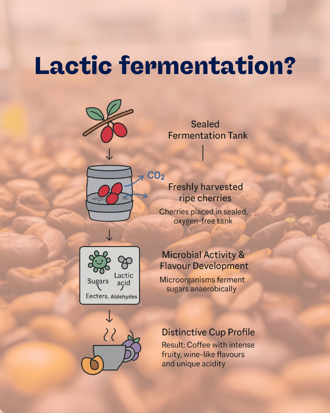 Kactic Fermentation Lactic Fermentation: De wetenschap achter romigheid en complexiteit